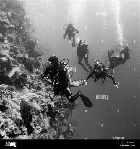 Scuba Divers Underwater Around Coral Reefs Tarpon Cayes Belize