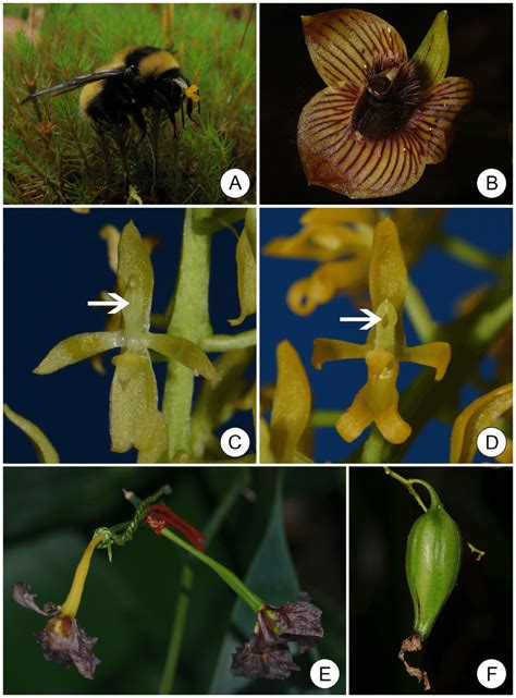 Deceptive Pollination Strategies And Aspects Of The Breeding Systems In Download Scientific
