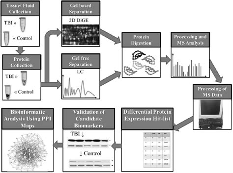 3 Overview Of Proteomics Based Biomarker Discovery In Brief Samples