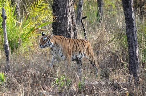 In052 Bengaalse Tijger Bandhavgarh