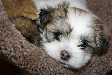 Check spelling or type a new query. Maltese Shih Tzu: You need to meet this charming lapdog - K9 Web