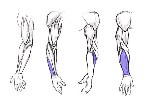 Learn To Draw Arms Once And For All Gvaats Workshop