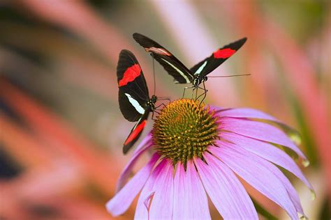 Two Colorful Butterflies On Cone Flower Photograph By Craig Tuttle Pixels