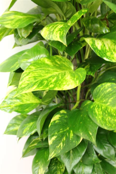 Pothos Devils Ivy Bretts Plants