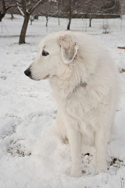 Great Pyrenees Snow Stock Photos Pictures And Royalty Free Images Istock