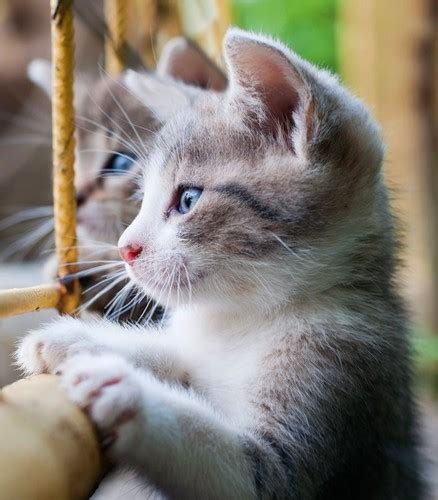 You'll find photos of cats, funny animated gifs, cute and adorable kittens and kitten gifs, cat behavior and tips, cat facts, breeds, health & first aid. Süße Kätzchen Bilder adorable Kätzchen HD Hintergrund and ...