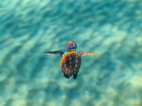Baby Sea Turtle Wallpapers Wallpaper Cave