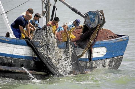 El 30 De Las Capturas Pesqueras Mundiales No Se Declara Oficialmente