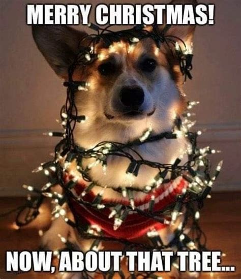 110 Funniest Merry Christmas Memes With Hilarious Christmas Images