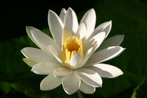 Trudy Slocum Tropical Water Lily White Night Bloom