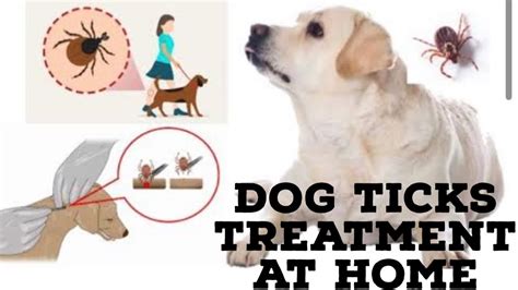 Dog Tick Removal Homedog Ticks Treatment At Home Youtube
