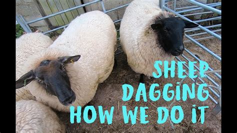 Preventing Flystrike By Dagging Sheep How We Do It On Our Smallholding Youtube