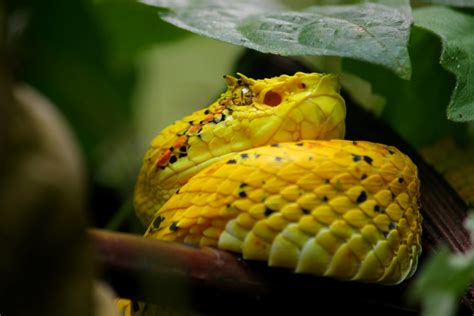 Im januar und februar 2019 war ich zum bergsteigen und wandern in tasmanien. Schlangen in Costa Rica | Die Schlangenarten Costa Ricas ...