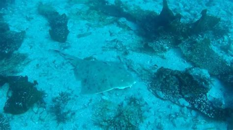 Scuba Diving Catalina Island Angel Shark And Mackerel Rock Quarry Youtube