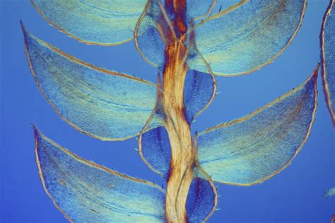 20 Of The Most Beautiful Microscopic Photos In The World En 2022 La