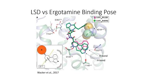 Crystal Structure Of An LSD Bound Human Serotonin Receptor YouTube