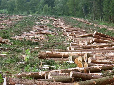 Environmental Forest Experts Concerned Over Rapid Deforestation In