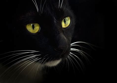 黑猫 猫 亚三2014 图虫摄影网