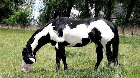 Paint Horse Breed Profile Traits Facts Description Mammal Age