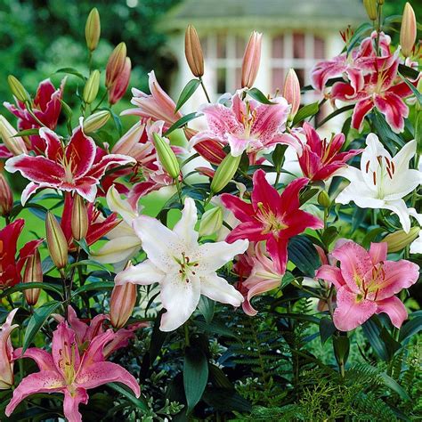 Garden And Outdoors 2 In Pack Lily Stargazer Bulbs Fragrant Oriental