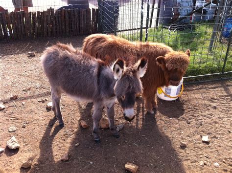 Baby Miniature Donkey And Baby Scottish Highland Cow I Need 2 Of Each
