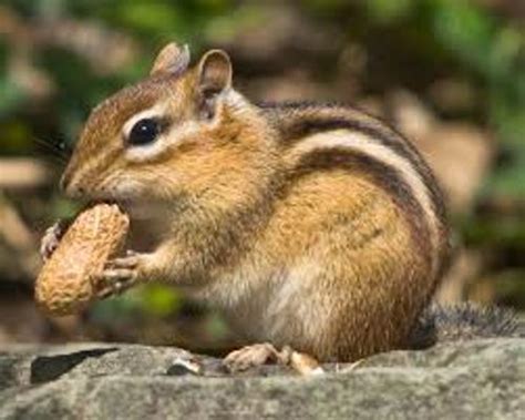 10 Facts About Chipmunks Fact File