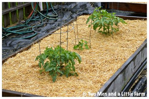 Vegetable garden mulch is the ultimate tool for creating a healthy, low maintenance, and beautiful garden. Two Men and a Little Farm: STRAW MULCH FOR RAISED BEDS