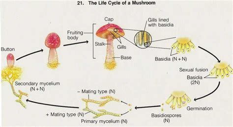 Life Cycle Of A Mushroom Diagram