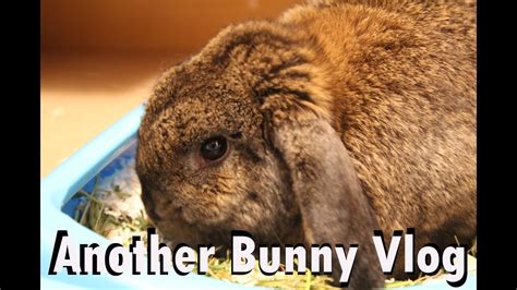 Another Bunny Vlog Day 4 Youtube