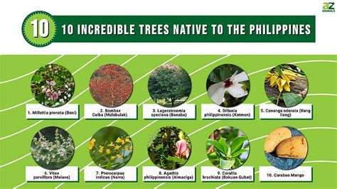 10 Incredible Trees Native To The Philippines A Z Animals