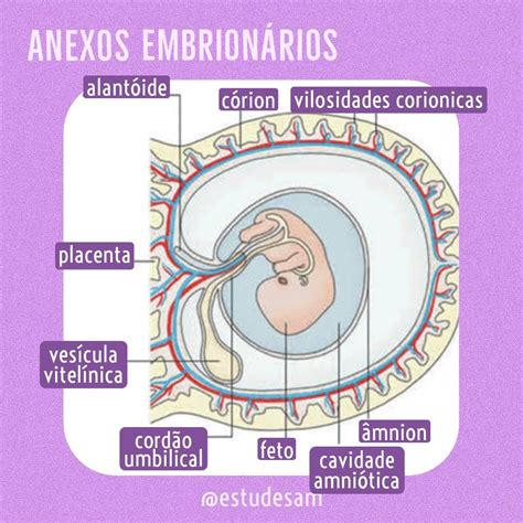 Anexos Embrionários Embriologia Human Body