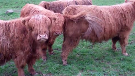 Highland Cows In Angus And Perthshire Scotland Youtube
