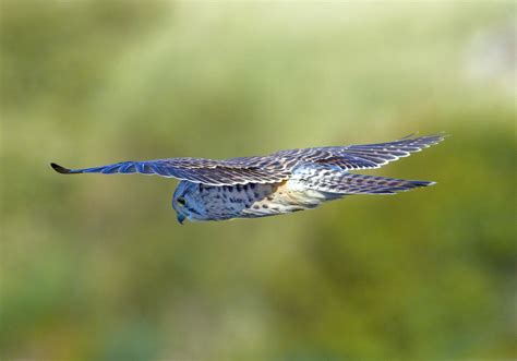 Selective Focus Photography Of Hawk Owl Kestrel Hd Wallpaper