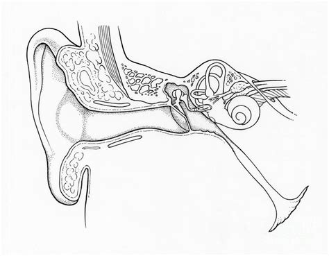 Illustration Of Ear Anatomy Photograph By Science Source