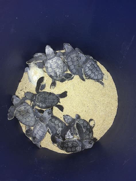 Silver Sands Turtle Hatchlings
