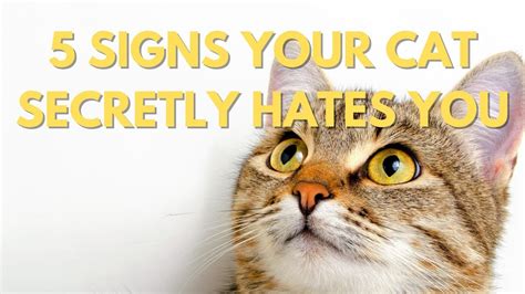 5 Signs Your Cat Secretly Hates You Youtube