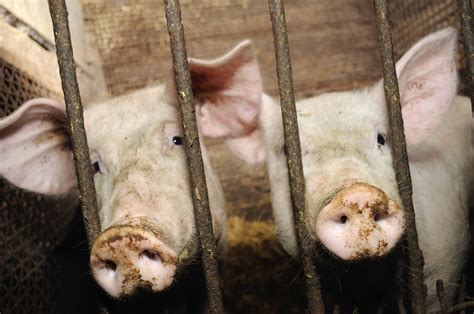 Why The Pig Is The Most Loved And Most Loathed Animal On The Plate
