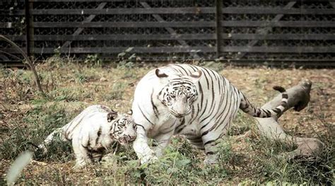 Delhi Zoos White Tiger Who Mauled Man To Death Fathers 5 Cubs
