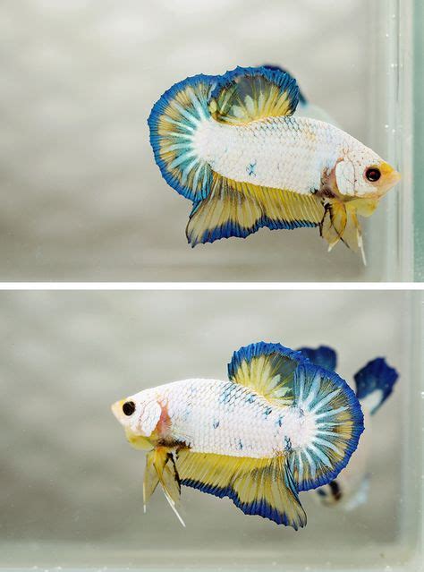 103 Best Fish Images On Pinterest Aquarium Fish Exotic Fish And