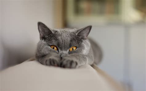 Beauty Cute Amazing Animal Beautiful Gray Cat With Yellow Eye