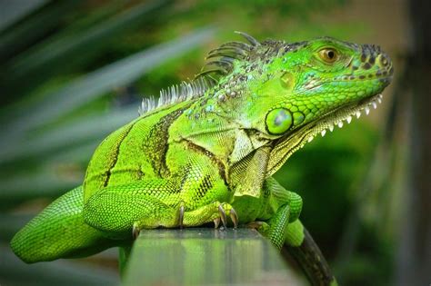 Presentan Iniciativa Iguana Verde Pro Conservación De La Especie En