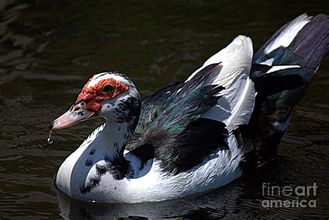 Adult Muscovy Duck With Beautiful Colored Feathers Photograph By Kristy