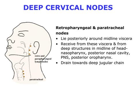 Ppt Overview Cervical Lymph Nodes Powerpoint Presentation Free Download Id3431683