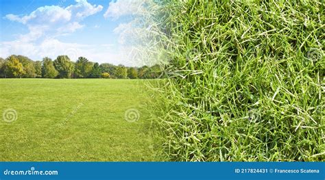 Beautiful Green Mowed Lawn With Trees On Background And Detail About