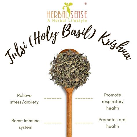 Tulsi Holy Basil Krishna Herbal Sense Life