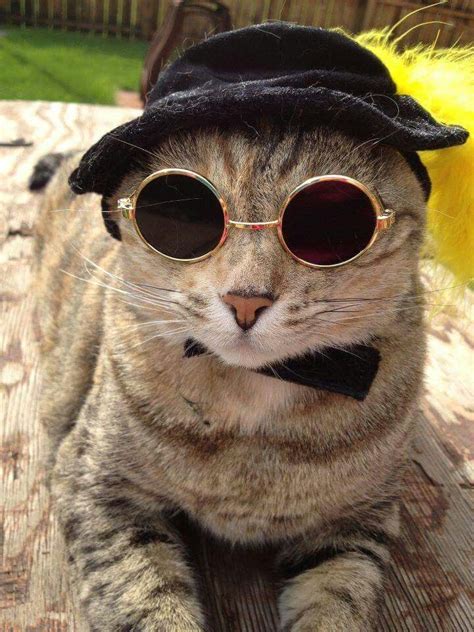 Cool Cat Fancy Cats Hipster Cat Cool Cats