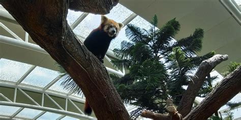 The Red Panda In Singapore Zoo Rredpandas