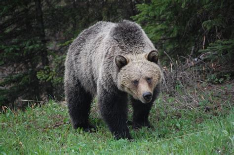 Grizzly Bear Facts Grizzlies Information
