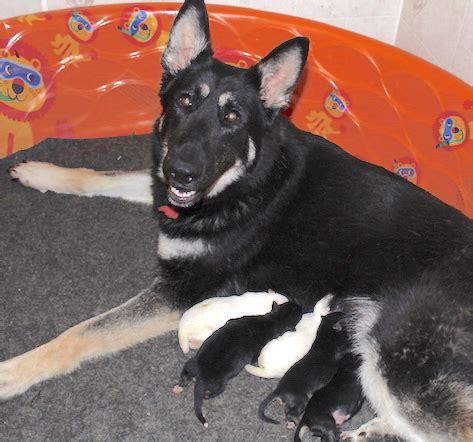 We are committed to finding loving homes for surrendered, abandoned and neglected german shepherd dogs and puppies. LARGE GERMAN SHEPHERD PUPPIES FOR SALE and Dod Trainers in ...