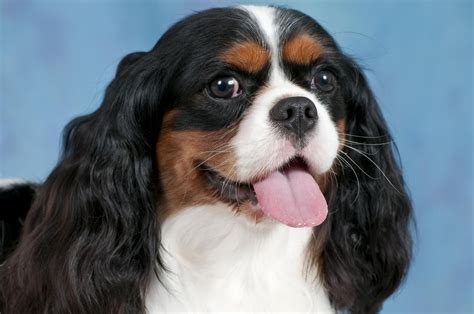 Dog Cavalier King Charles Spaniel Traits And Pictures Cavalier King